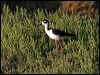 black_necked_stilt_69680