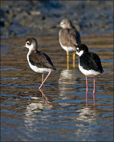 Black-necked Stilt black_necked_stilt_109873.psd
