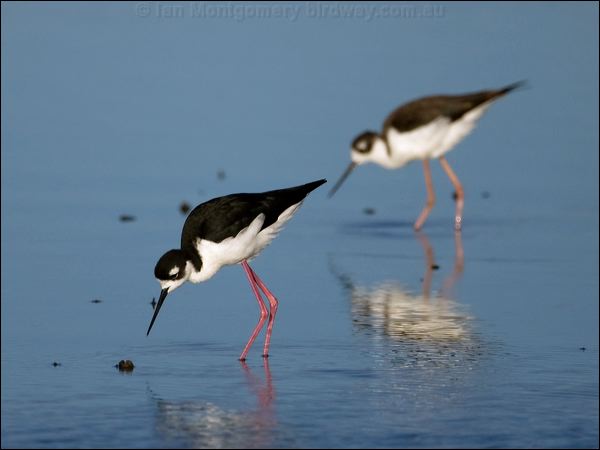 Black-necked Stilt black_necked_stilt_109923.psd