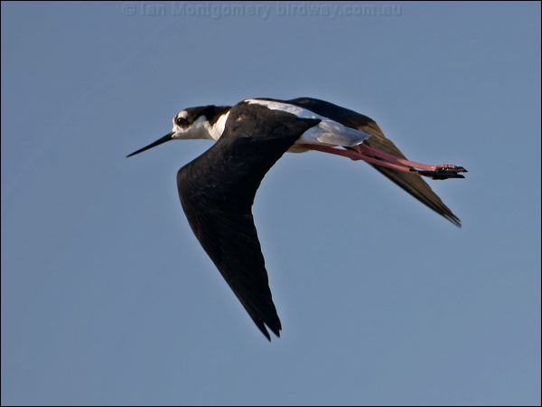 Black-necked Stilt black_necked_stilt_110372.psd