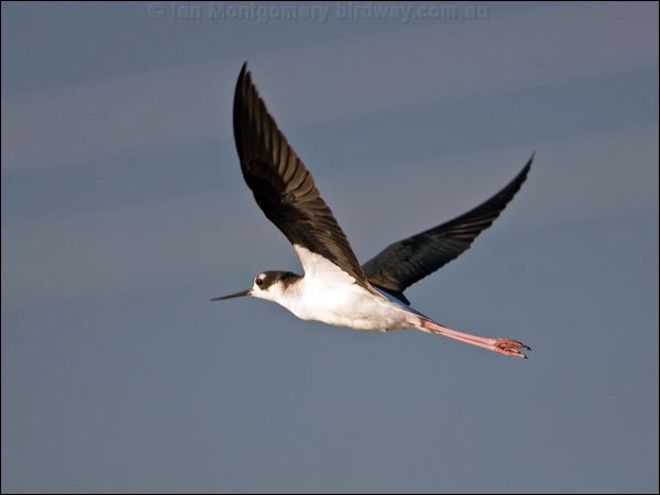Black-necked Stilt black_necked_stilt_110382.psd