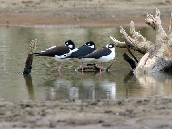 Black-necked Stilt black_necked_stilt_27391.psd