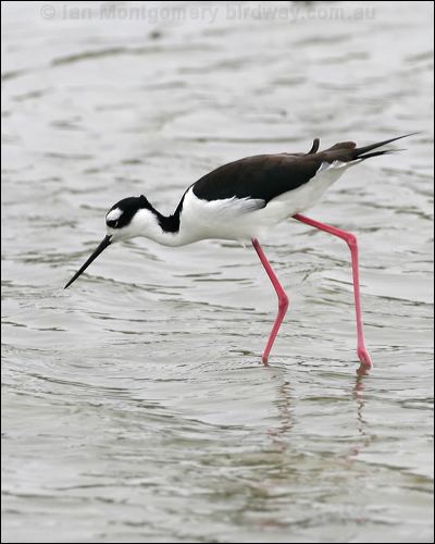 Black-necked Stilt black_necked_stilt_27430.psd
