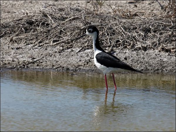 Black-necked Stilt black_necked_stilt_69256.psd