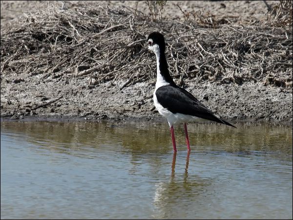 Black-necked Stilt black_necked_stilt_69257.psd