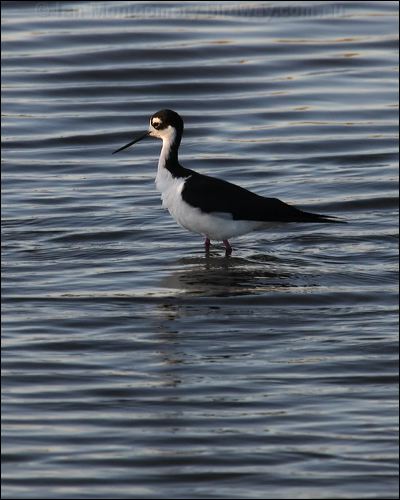 Black-necked Stilt black_necked_stilt_69675.psd
