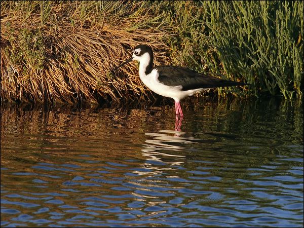Black-necked Stilt black_necked_stilt_69677.psd