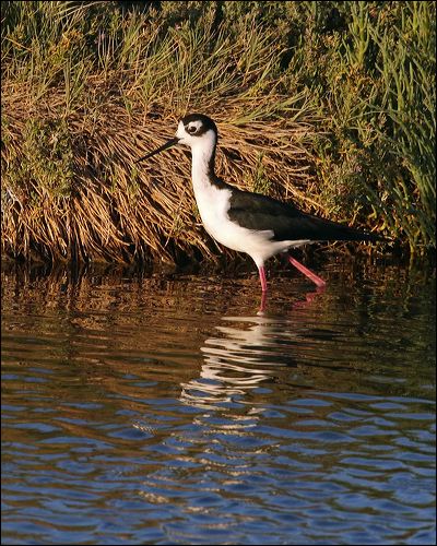 Black-necked Stilt black_necked_stilt_69678.psd