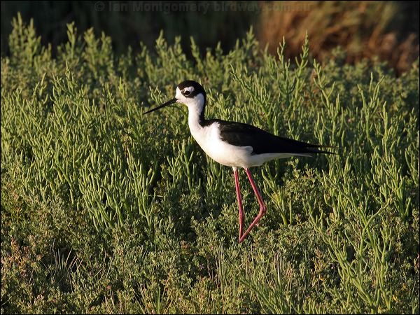 Black-necked Stilt black_necked_stilt_69680.psd