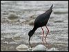 black_stilt_133613