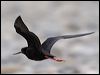 black_stilt_133633