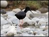 black_stilt_133641