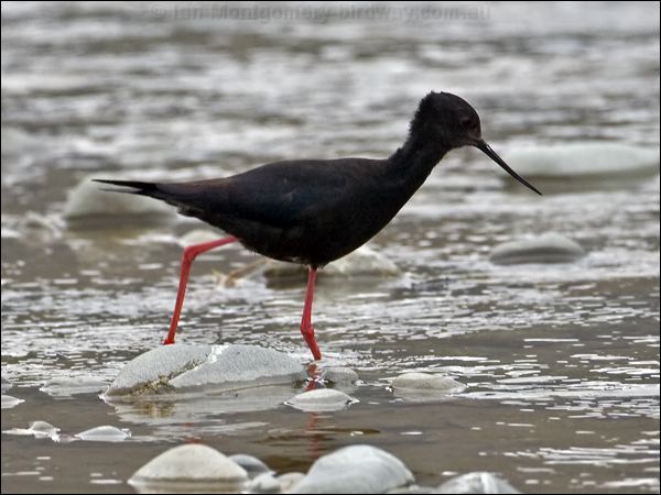 Black Stilt black_stilt_133611.psd