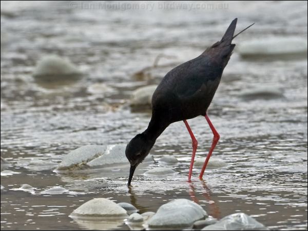 Black Stilt black_stilt_133613.psd