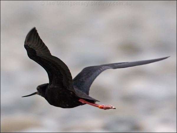 Black Stilt black_stilt_133633.psd