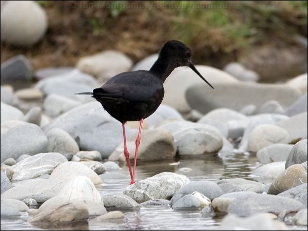 Black Stilt black_stilt_133641.psd