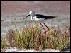 black_winged_stilt_53694