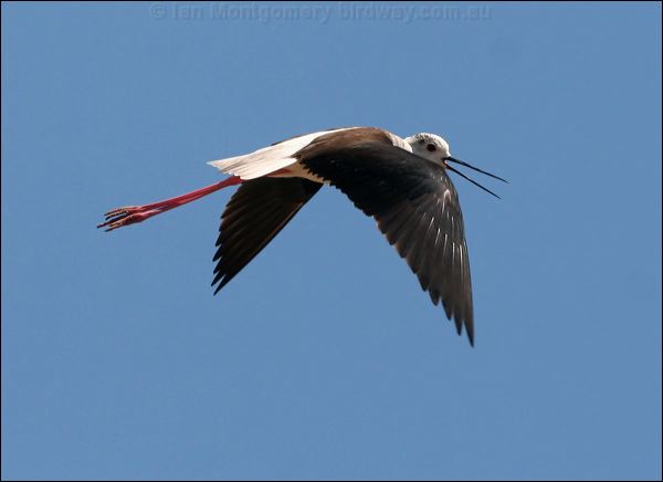 Black-winged Stilt black_winged_stilt_53527.psd