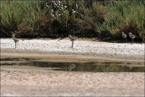Black-winged Stilt black_winged_stilt_53539.psd