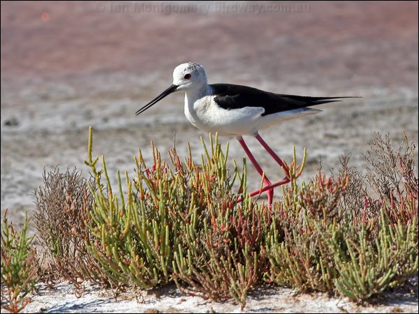 Black-winged Stilt black_winged_stilt_53694.psd