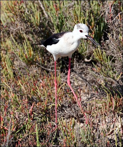 Black-winged Stilt black_winged_stilt_53700.psd