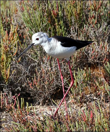 Black-winged Stilt black_winged_stilt_53704.psd