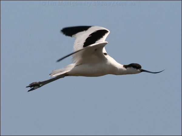 Pied Avocet pied_avocet_53782.psd