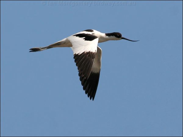 Pied Avocet pied_avocet_53791.psd