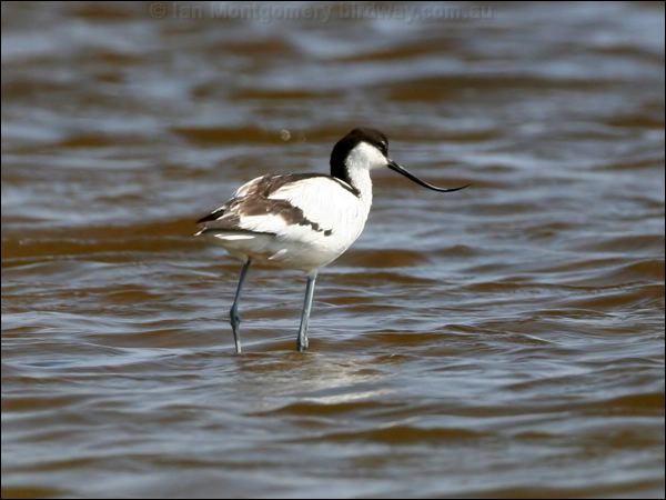 Pied Avocet pied_avocet_53814.psd