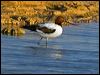red_necked_avocet_152181