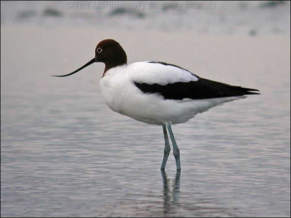 Red-necked Avocet red_necked_avocet_02438.psd