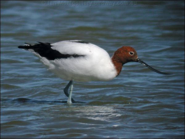 Red-necked Avocet red_necked_avocet_08279.psd