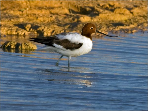 Red-necked Avocet red_necked_avocet_152181.psd