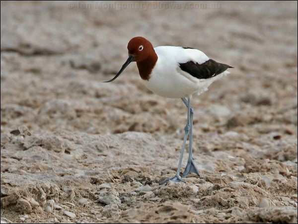 Red-necked Avocet red_necked_avocet_41007.psd