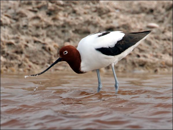 Red-necked Avocet red_necked_avocet_41024.psd