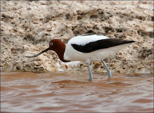 Red-necked Avocet red_necked_avocet_41037.psd