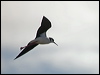 white_back_stilt_208279