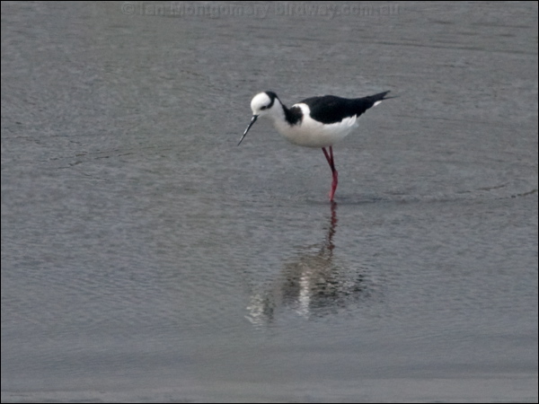 White-backed Stilt white_back_stilt_207869.psd