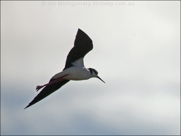 White-backed Stilt white_back_stilt_208279.psd