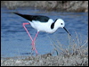 white_headed_stilt_02897