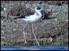 white_headed_stilt_02901