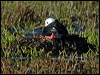 white_headed_stilt_08201