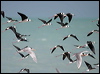 white_headed_stilt_09307