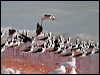 white_headed_stilt_09314