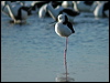 white_headed_stilt_09651