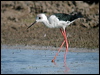white_headed_stilt_13073
