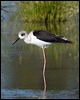 white_headed_stilt_153134