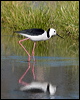 white_headed_stilt_153137