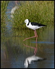 white_headed_stilt_153147