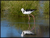 white_headed_stilt_153149